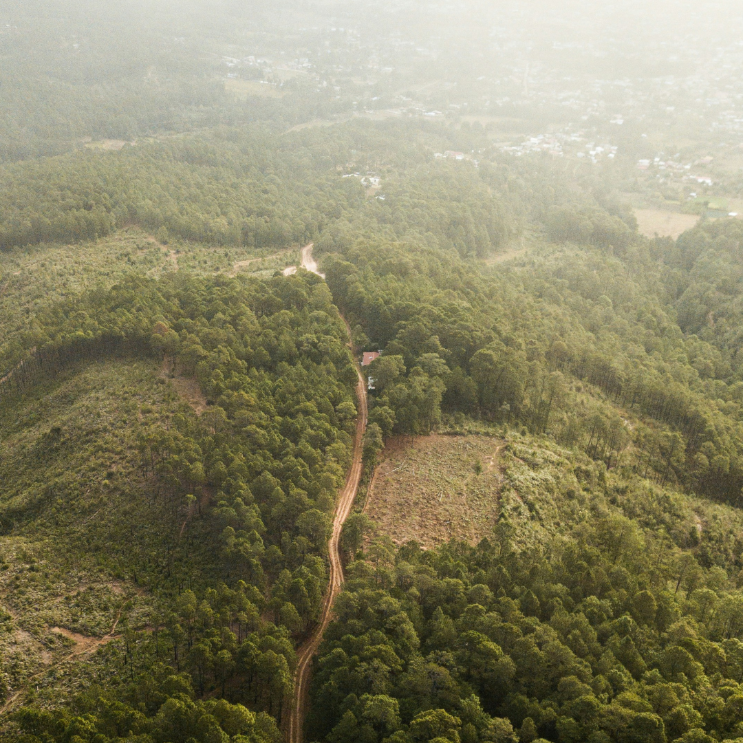 Why LittleOak is proudly palm oil free