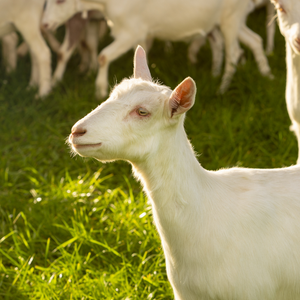 Meet our happy herd